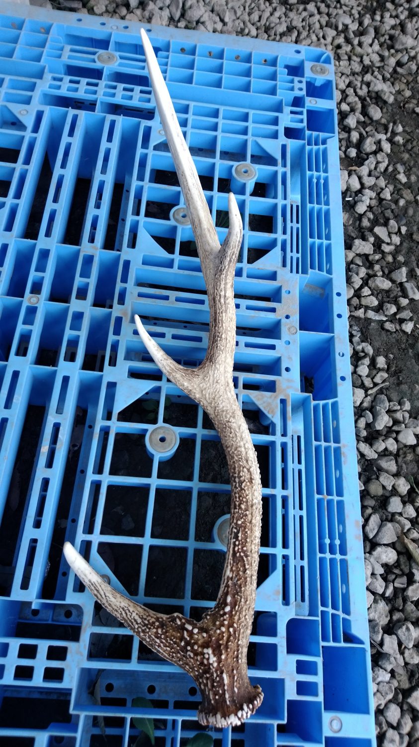 鹿の角 塗装しました。｜茨城県坂東市から塗装をお届け、有限会社栄屋